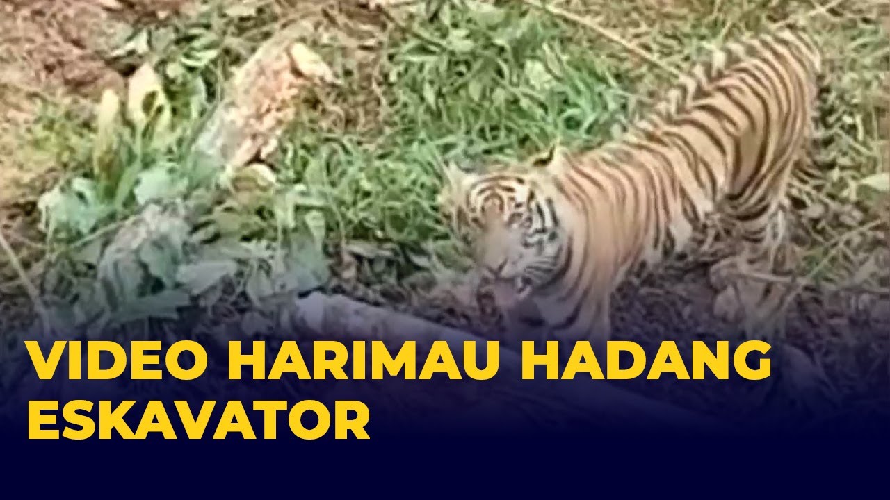 Video Viral Harimau Hadang Eskavator untuk Buka Lahan Baru