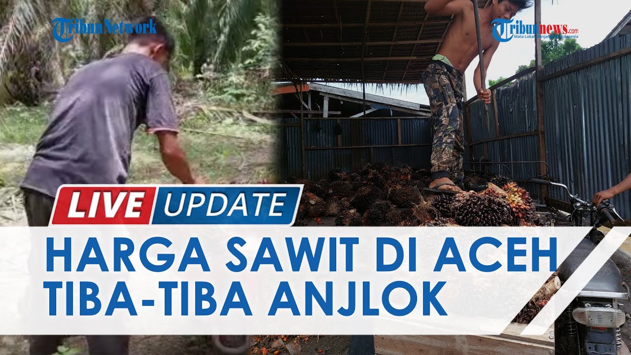 Harga Sawit di Aceh Singkil Tiba-tiba Anjlok, Turun Rp 1000 per Kilogram karena Penumpukan di Pabrik